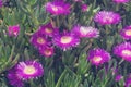 Violet flowers and thick green leaves of carpobrotus. Carpobrotus edulis is an edible and medicinal plant. Succulents