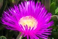 Violet flowers and thick green leaves of carpobrotus. Carpobrotus edulis is an edible and medicinal plant. Succulents