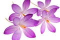 Violet flowers on white Royalty Free Stock Photo