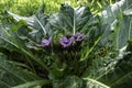 Violet flowers of wild Mandragora plant