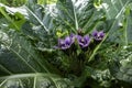 Violet flowers of wild Mandragora plant