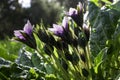 Violet flowers of wild Mandragora plant