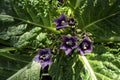 Violet flowers of wild Mandragora plant