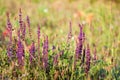 Violet flowers of wild sage in the meadow, among the herbs. Medicinal herbs honey plants. Plant theme, selective focus