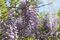 Violet flowers of Wisteria closeup Royalty Free Stock Photo