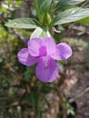 Violet flowet