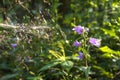 Violet forest flower bell