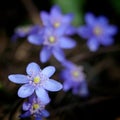 Violet forest flower Hepatica