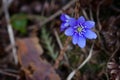 Violet forest flower