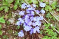 Violet forest flower Hepatica nobilis