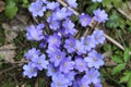 Violet forest flower Hepatica nobilis