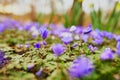 Violet forest flowers on spring day