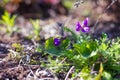 Violet forest violet in the sun blossoms