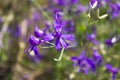 Violet forking larkspur flowers, purple meadow wild flowers
