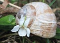 Violet fragrance (Viola odorata) and snail