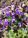 violet fragrant spring bright greens purple mood