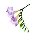 violet freesia isolated