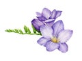 Violet freesia single flower with green buds. Watercolor illustration. Hand drawn realistic spring garden tender blossom Royalty Free Stock Photo