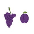 Violet fruits: grape and plum with black line isolated on white backgroound. Hand drawn vector flat cartoon illustration in doodle