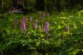 Fumewort flower enjoy sunshine in dark forest thicket, light and shadow play, phytomedicine pagan belief herb, fallen tree trunk