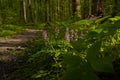 Violet fumewort plant at forest thickets dirt road, dangerous mountain bike route, mysterious romantic mood, tree trunks