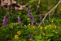 Violet fumewort and yellow anemone flower in dark forest thicket, light and shadow play, phytomedicine pagan belief herb