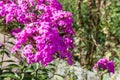 Violet garden flowers on a background of green leaves Royalty Free Stock Photo