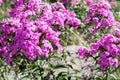 Violet garden flowers on a background of green leaves Royalty Free Stock Photo