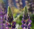 Violet garden flowers on a colorful blurred background bokeh. Close-up. Floral background. Soft focus Bloom in the sun. Royalty Free Stock Photo