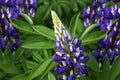 Violet garden flowers on a green background . Close-up. Floral background. Soft focus Royalty Free Stock Photo