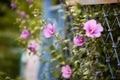 Violet garden flowers and metal fence Royalty Free Stock Photo