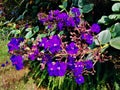 Violet garden flowers, natural magic. Royalty Free Stock Photo