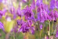 Violet gentle forest bells on blurred background of green plants. Campanula rotundifolia harebell