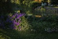 Violet geranium flowers lit up by the evening sun Royalty Free Stock Photo