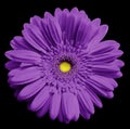 Violet gerbera flower, black isolated background with clipping path. Closeup. no shadows. For design. Royalty Free Stock Photo