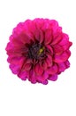 Violet Gergina Flower Close Up isolate on white background Royalty Free Stock Photo