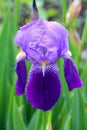 Violet german iris flower in spring Royalty Free Stock Photo