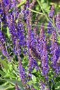 Hyssop (Hyssopus officinalis