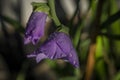 Violet gladiolas bloom with green leafs and dew in wet summer morning Royalty Free Stock Photo