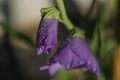 Violet gladiolas bloom with green leafs and dew in wet summer morning Royalty Free Stock Photo