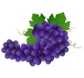 Violet grape