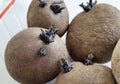 Violet green sprouts of potato tubers