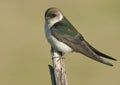 Violet-green Swallow Royalty Free Stock Photo