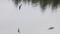 violet green swallow bird swooping low over water Royalty Free Stock Photo