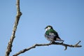 Violet-green swallow on branch.
