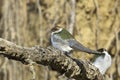 Violet green swallow on a branch