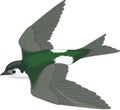 Violet Green Swallow Flying Illustration