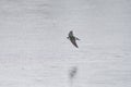 Violet green swallow flying at lakeside