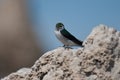 Violet-green Swallow (Tachycineta thalassina) perching on a cliff Royalty Free Stock Photo