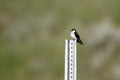 Violet-green Swallow, Tachycineta thalassina Royalty Free Stock Photo